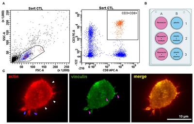 CTLs From Patients With Atherosclerosis Show Elevated Adhesiveness and Distinct Integrin Expression Patterns on 2D Substrates